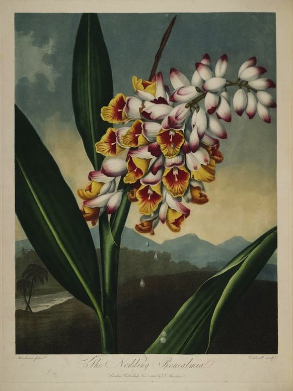Vintage botanical illustration of a plant with vibrant flowers and a landscape background.