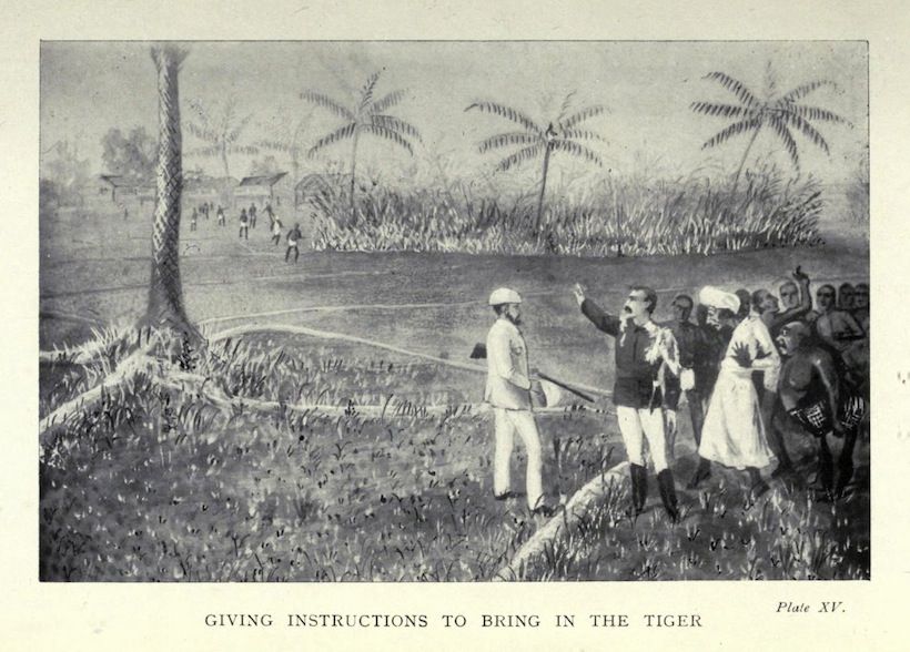 Vintage illustration of a group of people giving instructions to bring in a tiger in a tropical landscape.