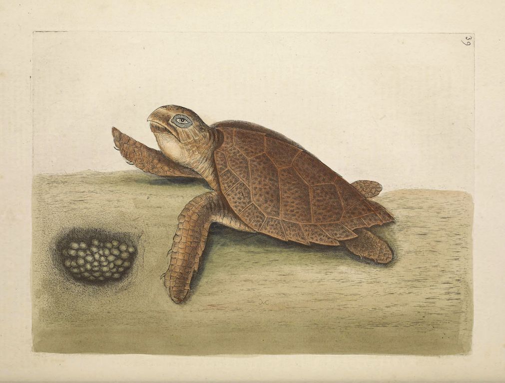 Vintage illustration of a turtle and its nest.