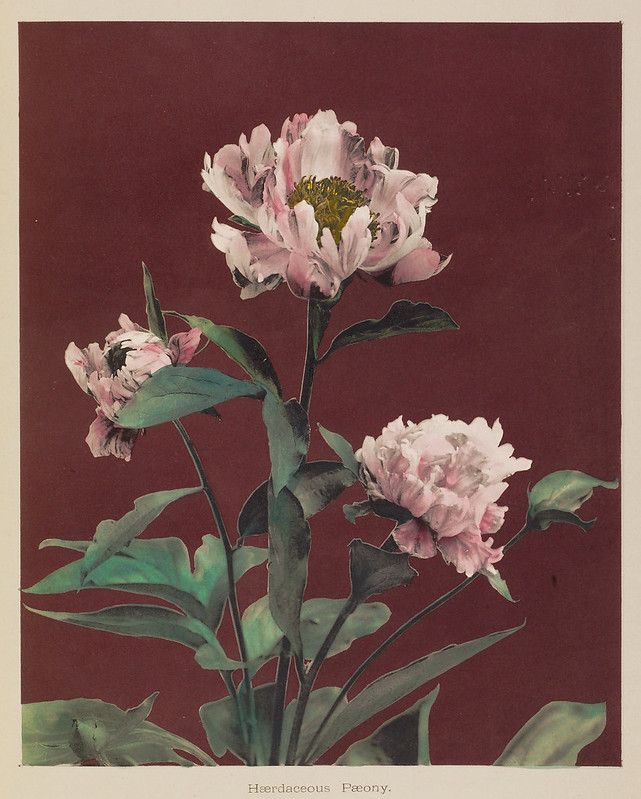 Vintage botanical illustration of a herbaceous peony with white and pale pink blooms and green foliage against a maroon background.