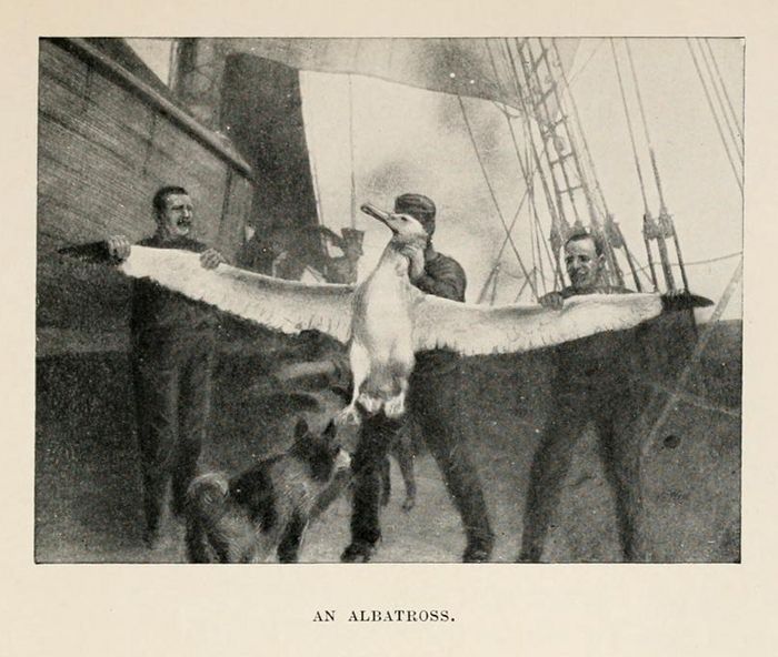An Albatross