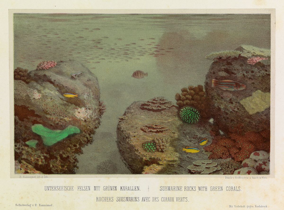 Vintage lithograph of submarine rocks covered in green corals and surrounded by colorful fish.