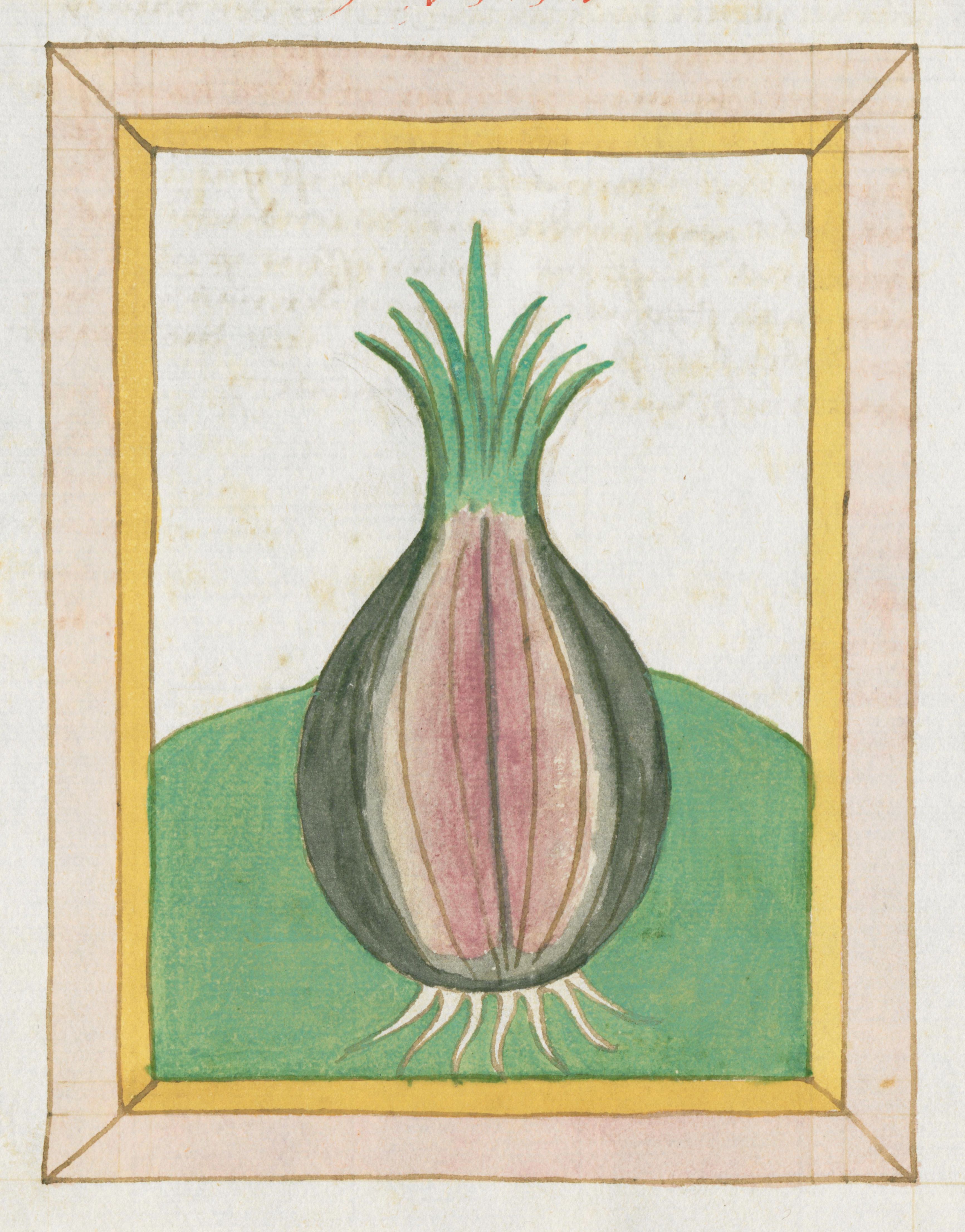 Vintage illustration of a purple onion with green leaves and roots on a green background, framed by a golden border.