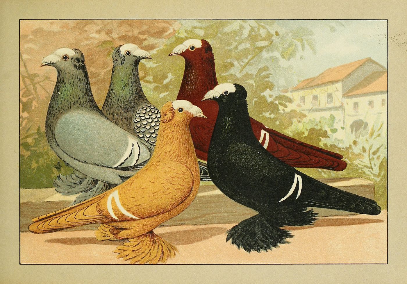 Vintage illustration of five pigeons of different colors standing in a row against a backdrop of trees and a building.