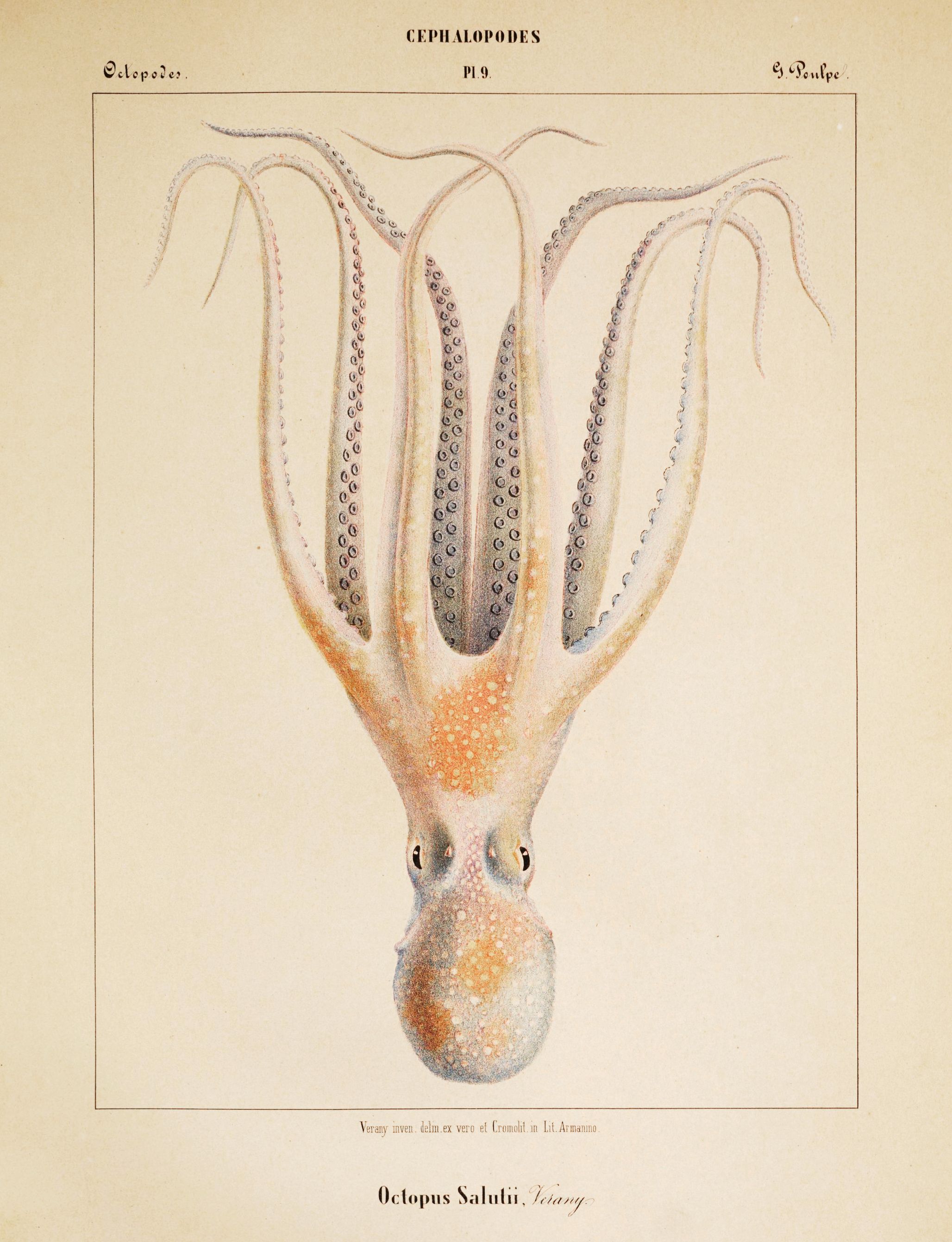 Vintage scientific illustration of an octopus with eight long arms covered in suckers, pale creamy-white body, and pinkish-red markings.