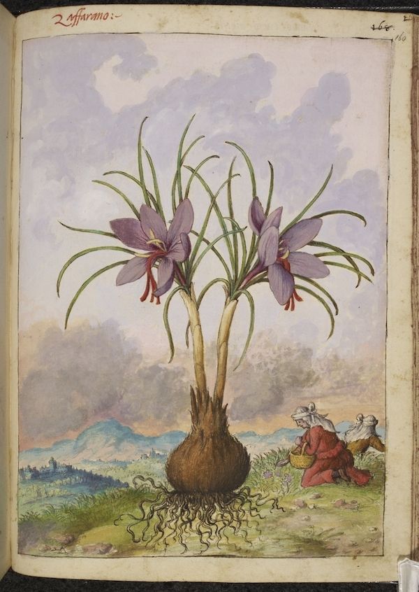 Botanical illustration of a crocus plant with bulb, roots, leaves, and purple flowers, set against a landscape with hills, mountains, and two figures harvesting.