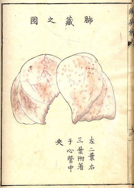 Vintage anatomical illustration of lungs with East Asian text.