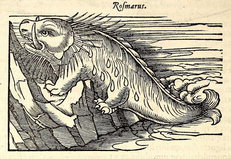 A black and white woodcut illustration of a sea monster labeled 'Rosmarus'. The creature is large and elongated, resembling a cross between a whale and a lizard.