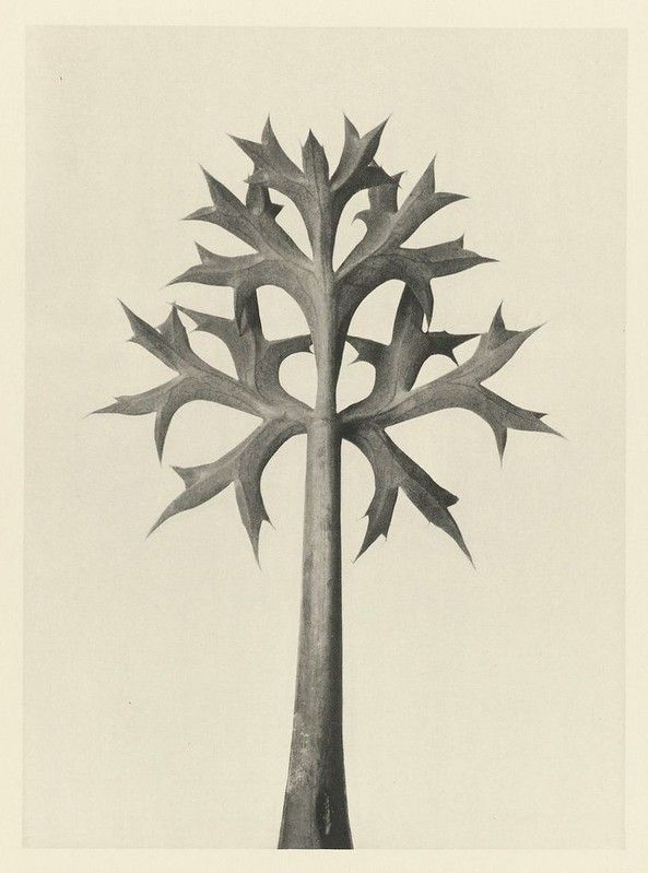 Vintage botanical illustration of a plant with spiky, radiating leaves.