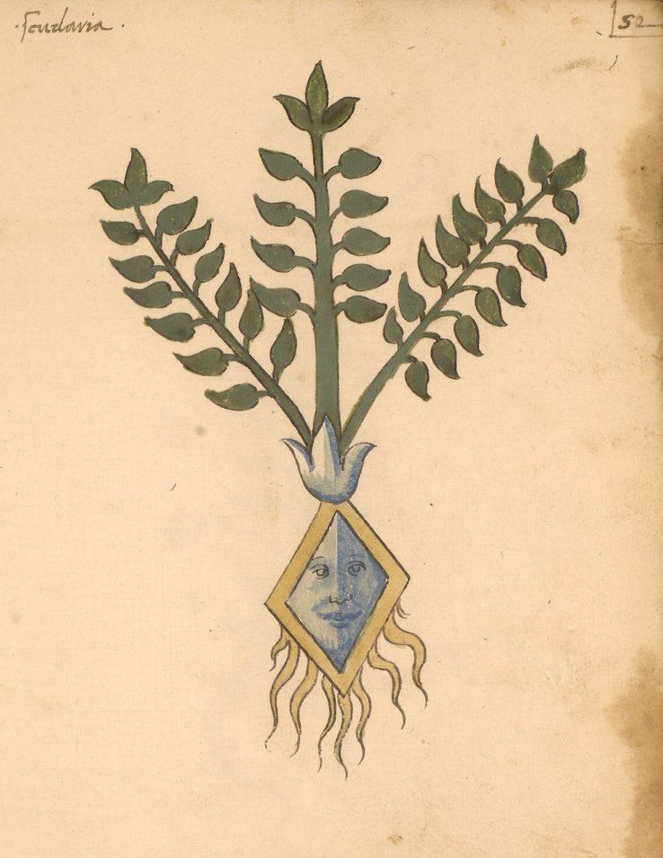 A vintage botanical illustration of a plant with green leaves and a diamond-shaped root structure on a yellowed page.