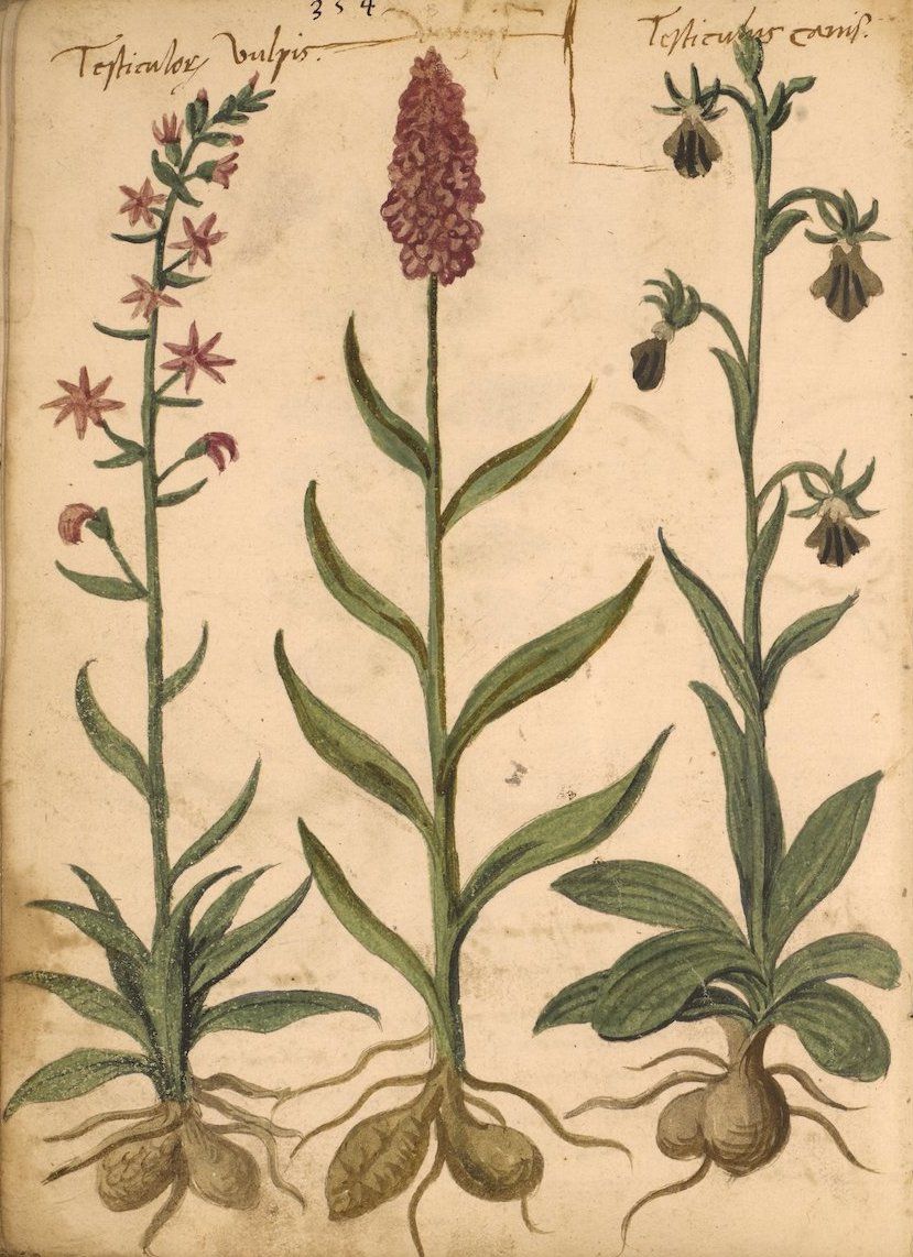 Vintage botanical illustration of three different plants with detailed leaves, stems, flowers, and root systems, rendered in watercolor and ink on aged paper.