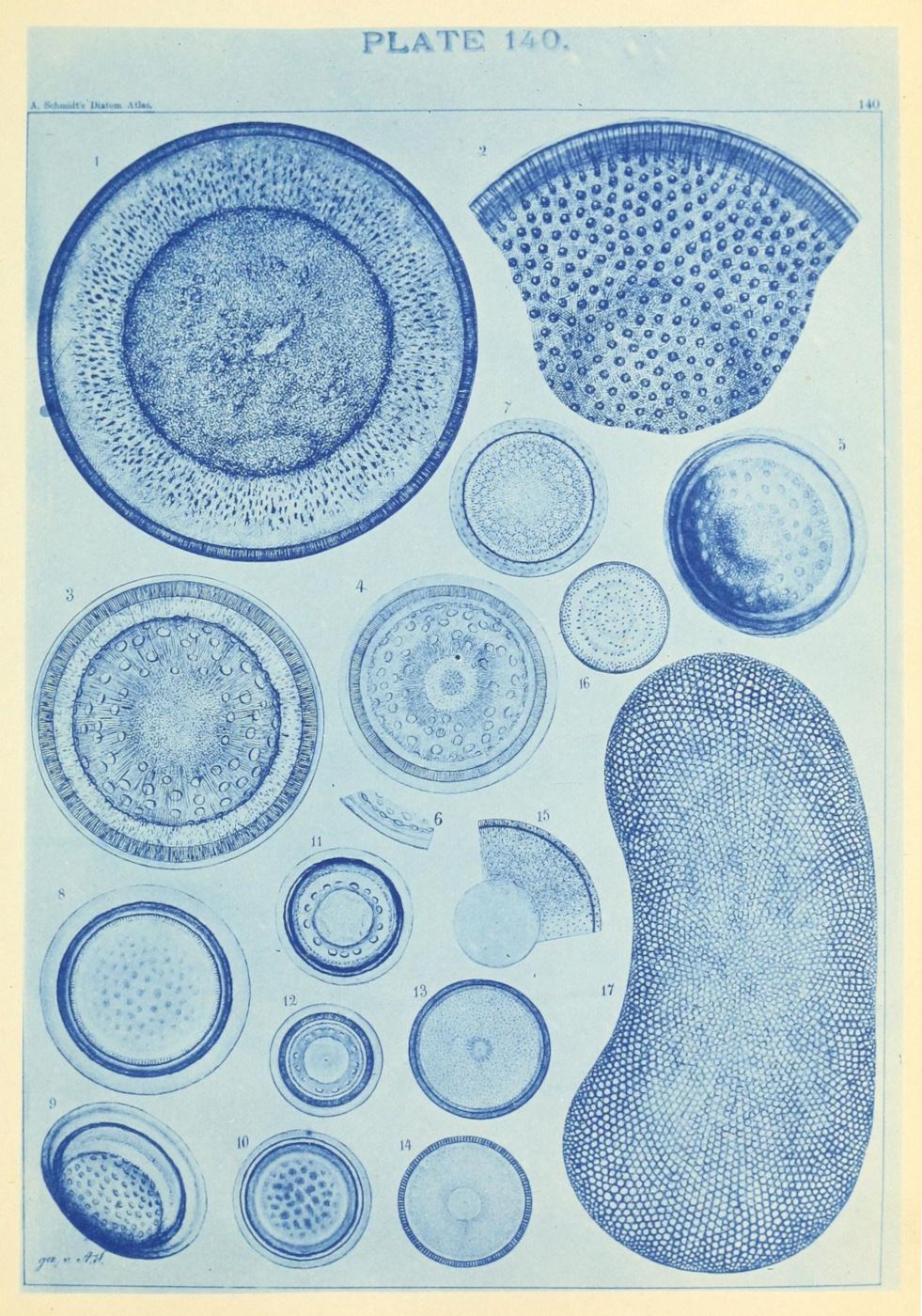 Vintage cyanotype plate (Plate 140) featuring detailed illustrations of various diatoms.