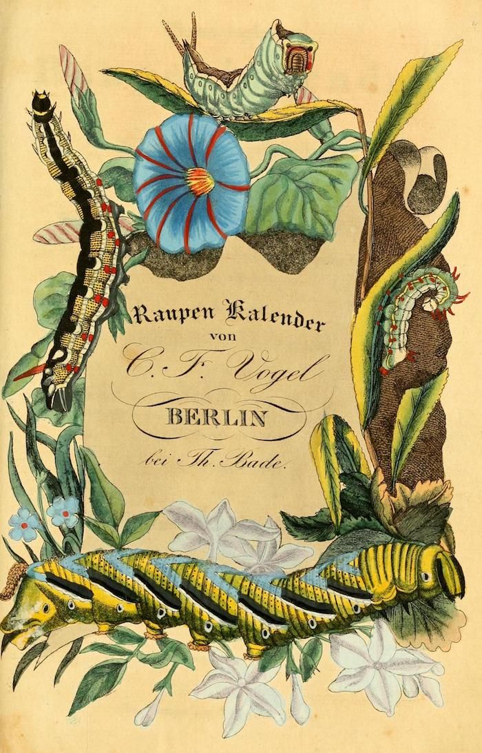 A vintage botanical illustration of caterpillars and flowers, with text reading "Raupen Kalender von C.F. Vogel Berlin bei Th. Bade".
