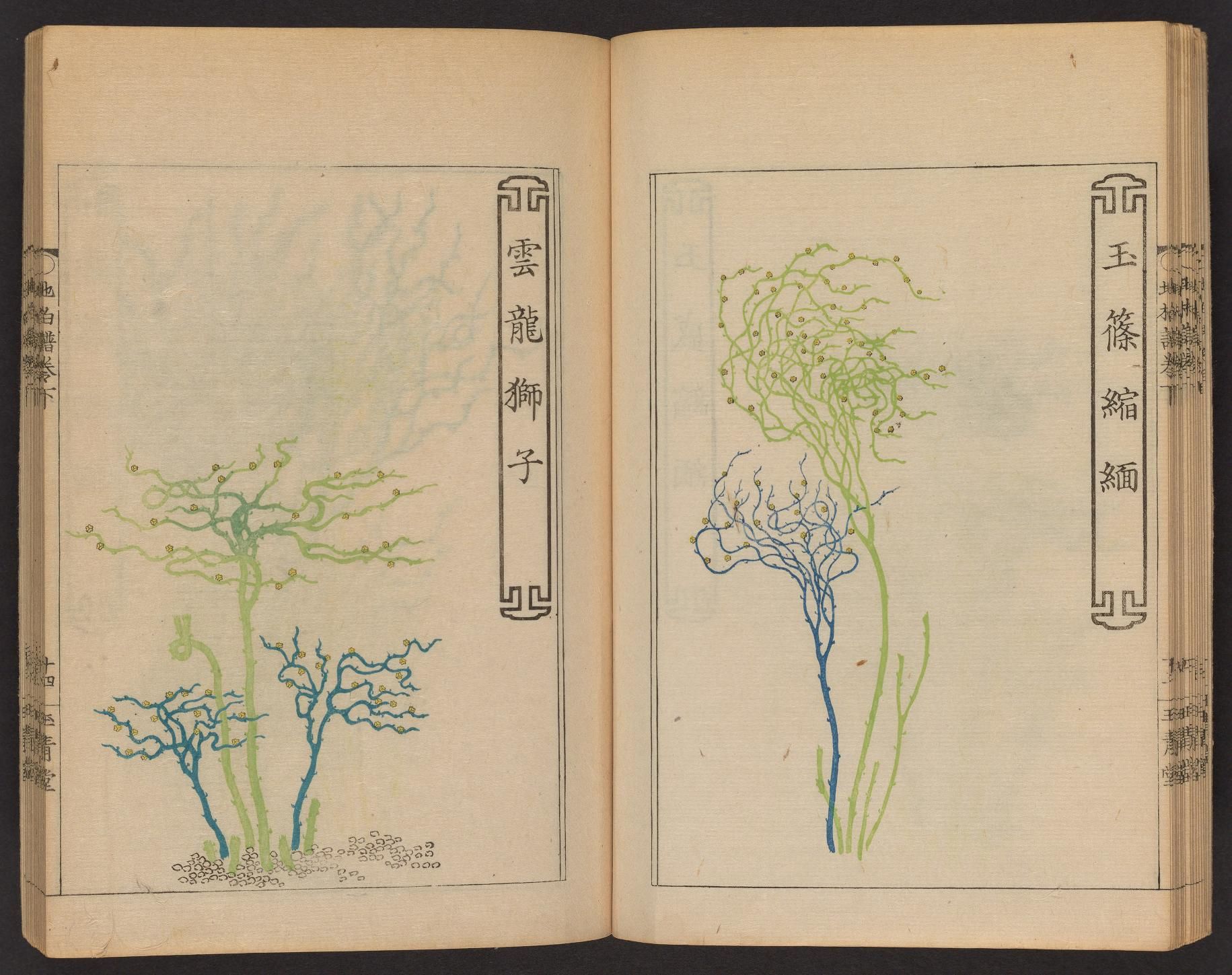 Open page from an antique book with detailed illustrations of trees in a traditional East Asian style.