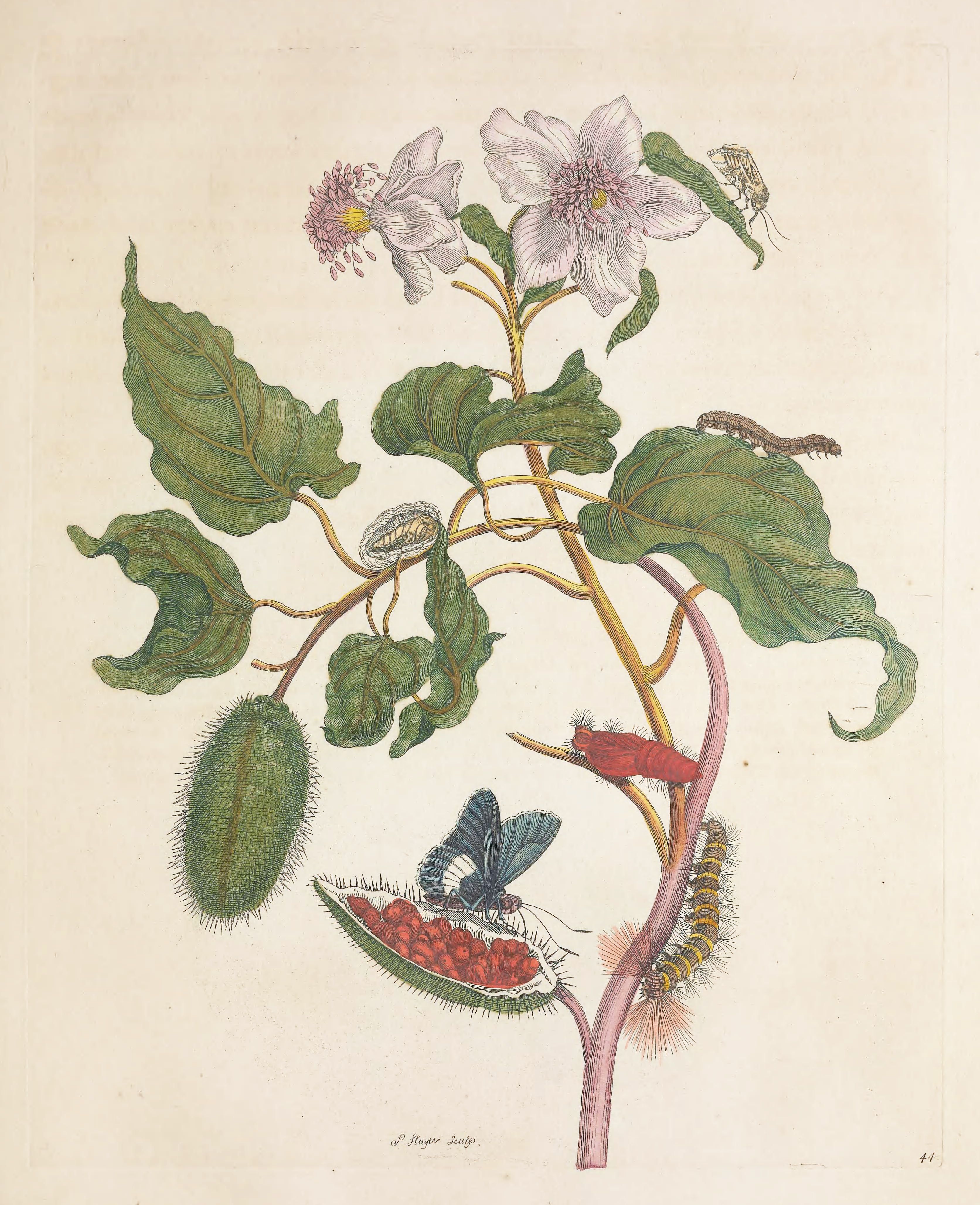 Vintage botanical illustration of a plant with flowers, fruit, and caterpillars.