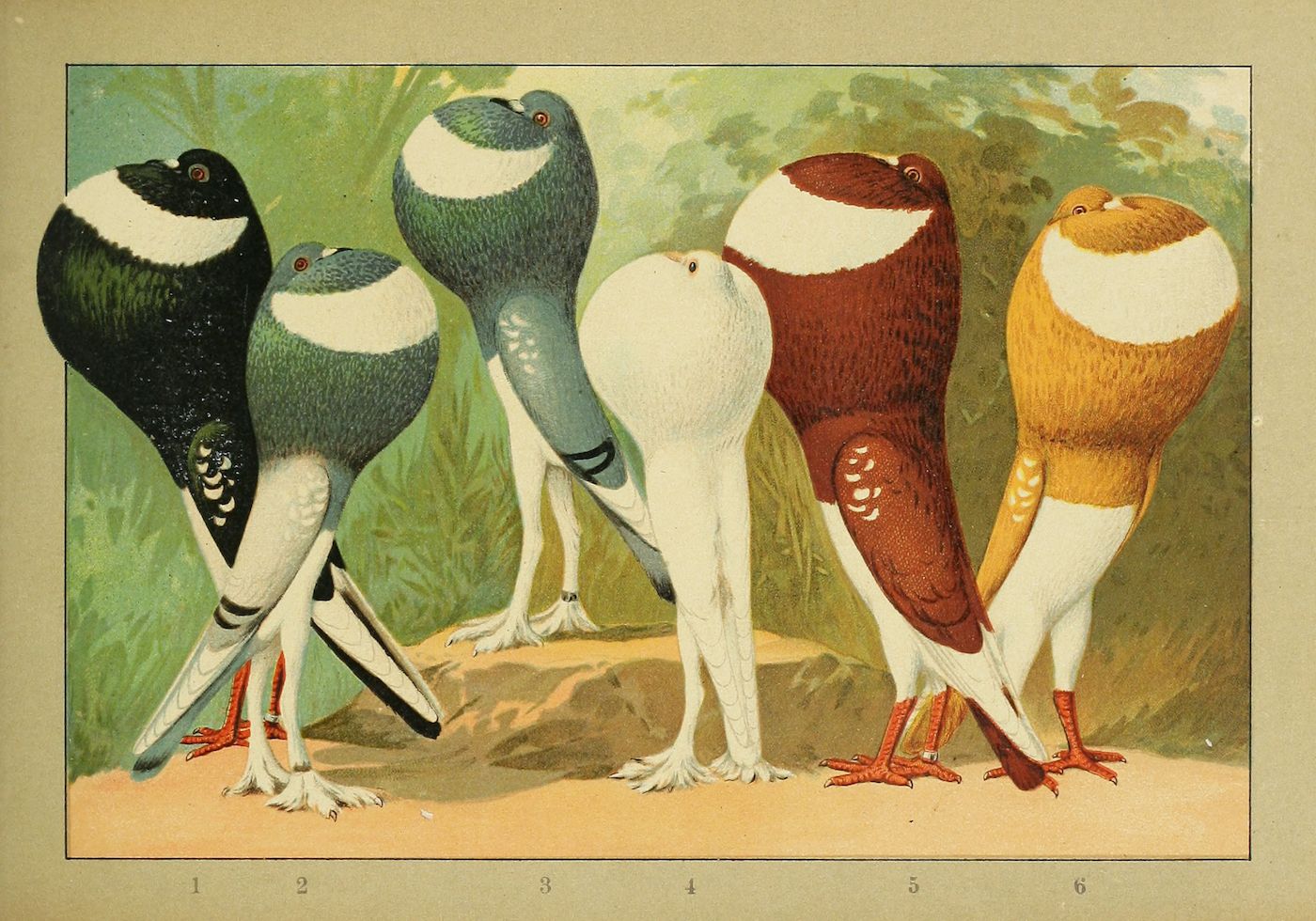 Vintage illustration of six pigeons with unique color patterns standing on the ground with green foliage in the background.