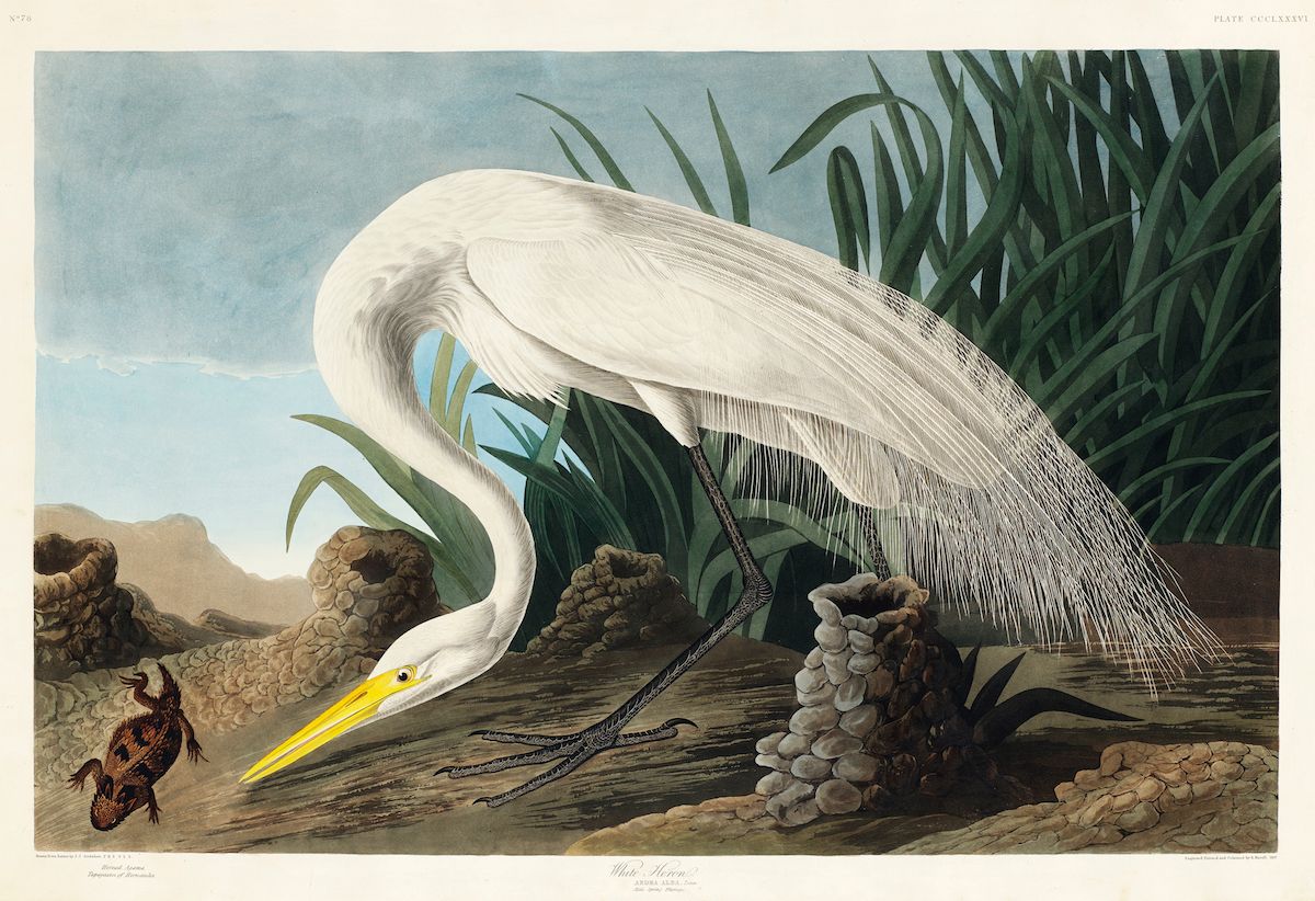 Vintage illustration of a Great Egret wading in a marshy environment with rocks, vegetation, and a small fish.