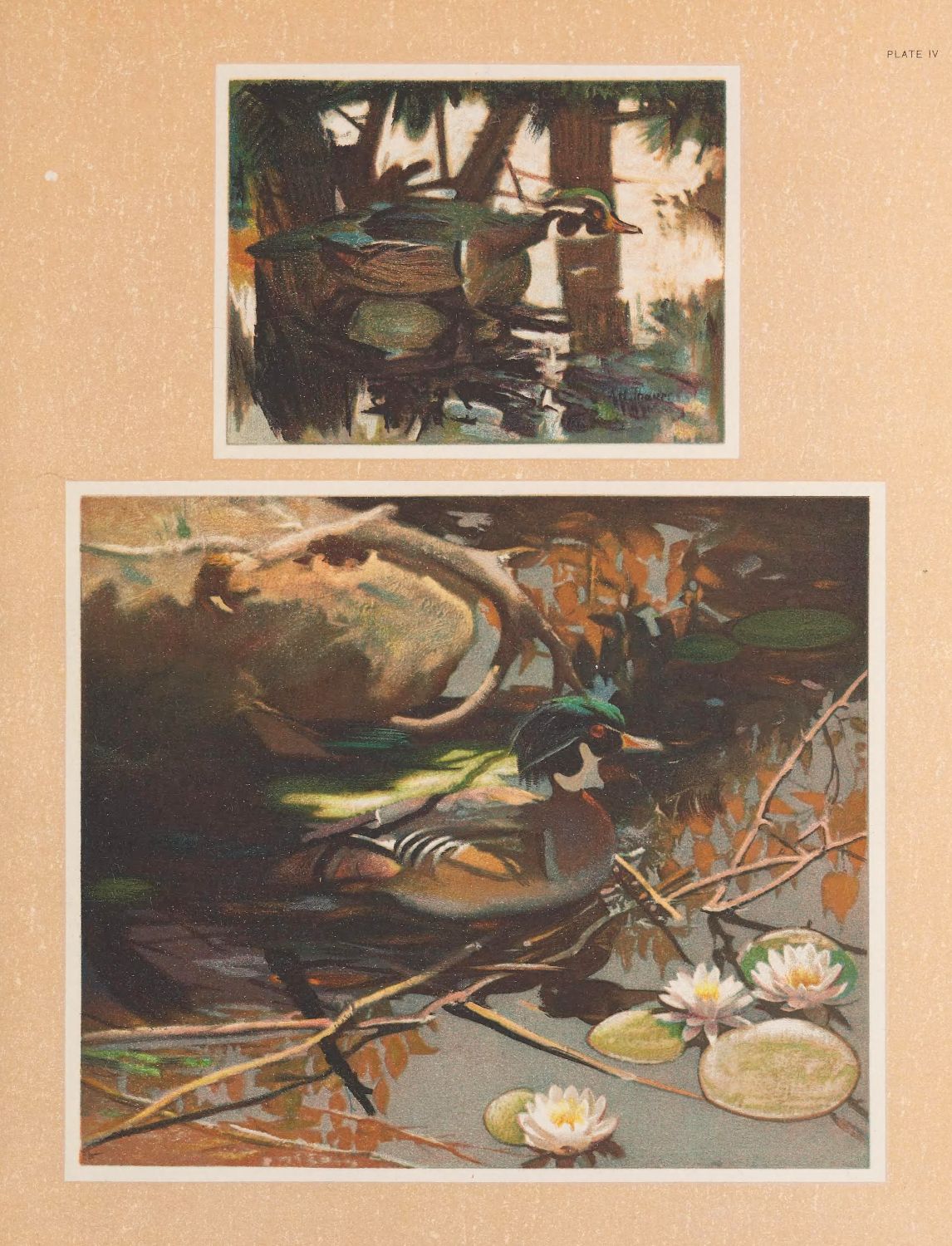 A vintage illustration of ducks in their natural habitat, featuring two scenes: a pair of ducks in a shaded bamboo forest and a larger depiction of a duck swimming in a pond with lily pads.