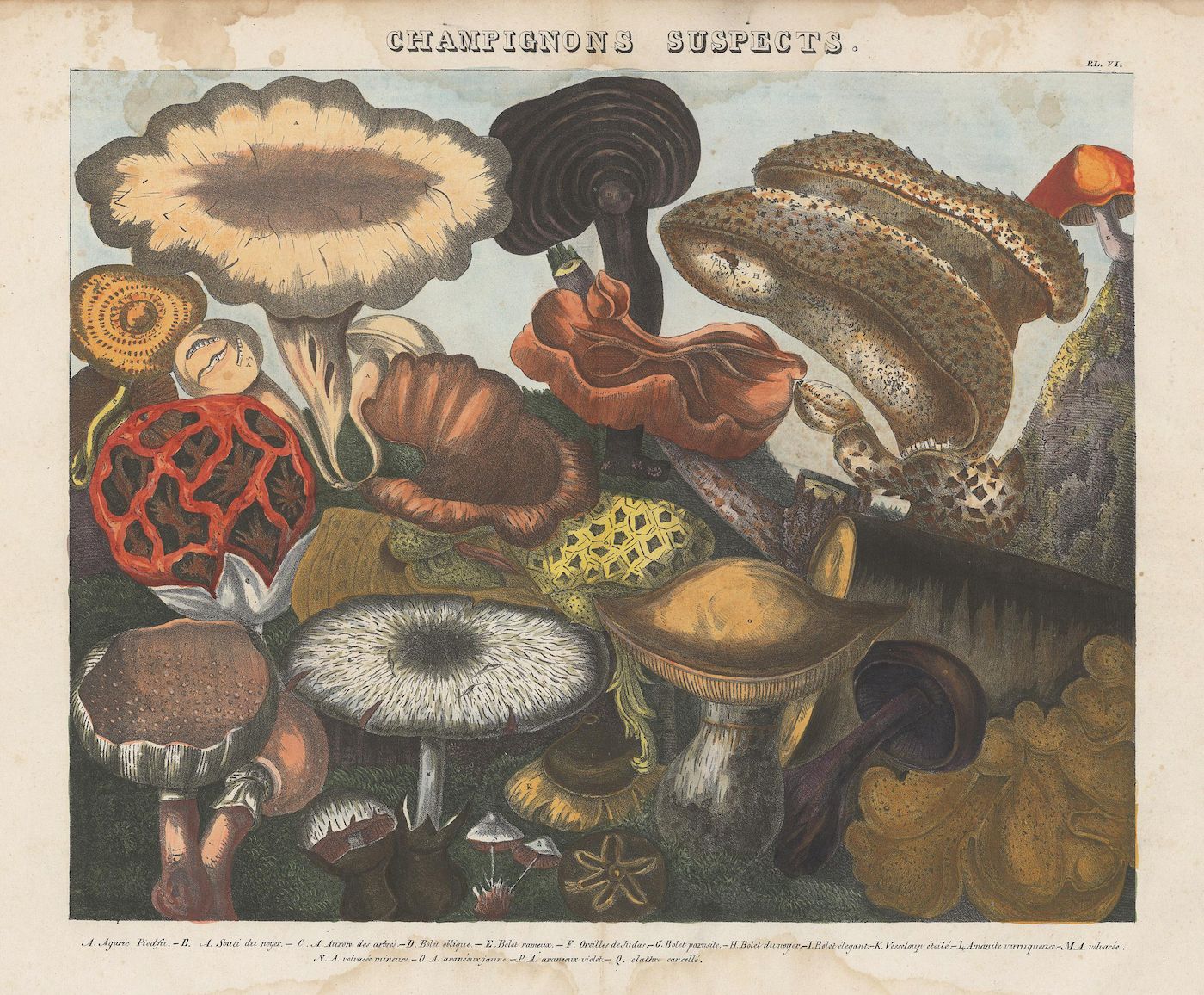 Vintage botanical illustration of various mushrooms titled "Champignons Suspects".