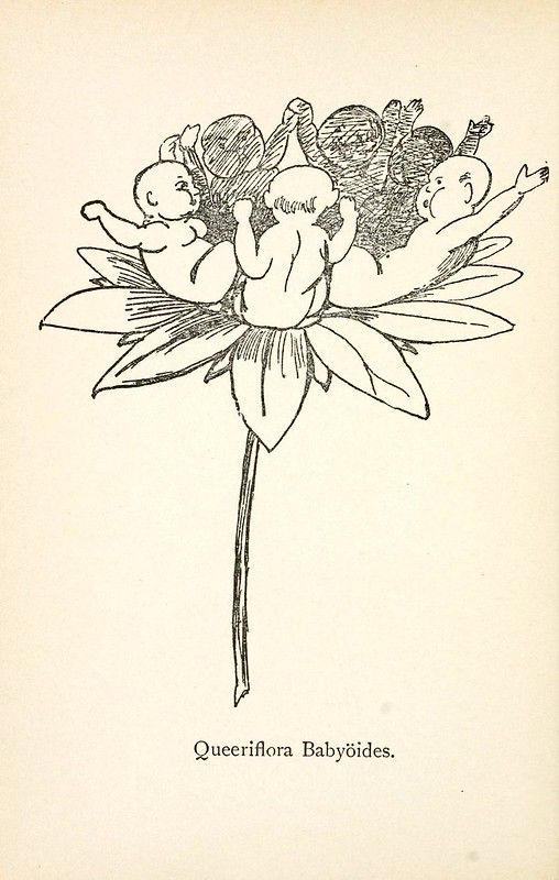A vintage illustration of a flower with baby-like faces emerging from its petals, labeled 'Queeriflora Babyöides'.