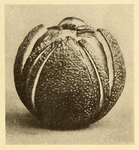 Black and white photograph of a citrus fruit cut into segments.
