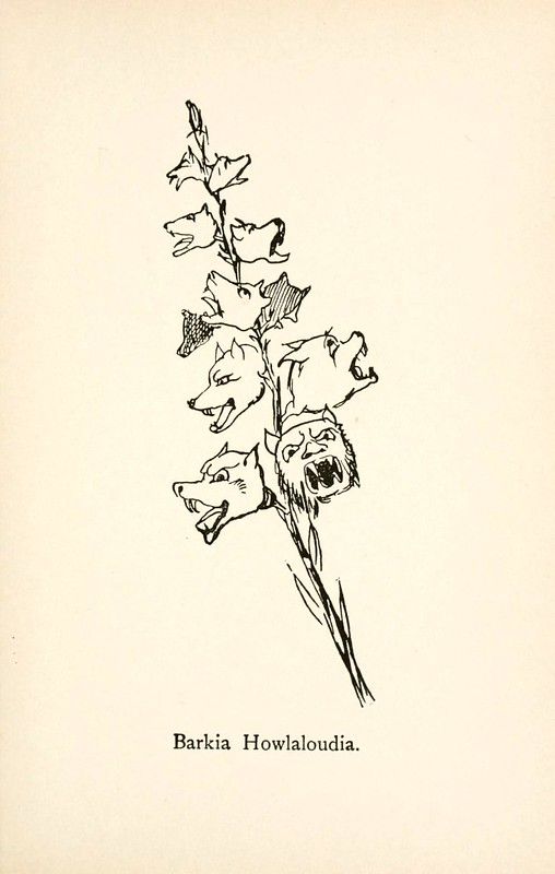 A vintage illustration of a plant with wolf heads growing along the stem, labeled 'Barkia Howlaloudia'.