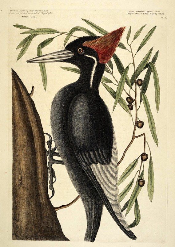 Vintage illustration of a large woodpecker perched on a tree trunk with branches and acorns.