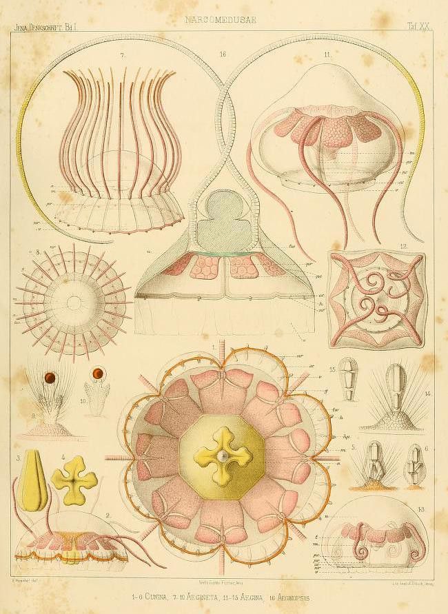 Vintage scientific illustration of jellyfish with detailed anatomical drawings and labels.