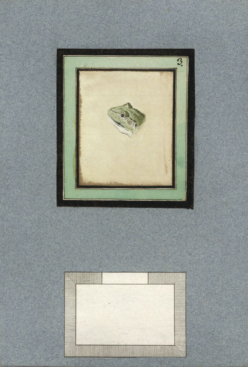 Vintage illustration of a frog's head in a series of nested frames on a textured blue-gray background.
