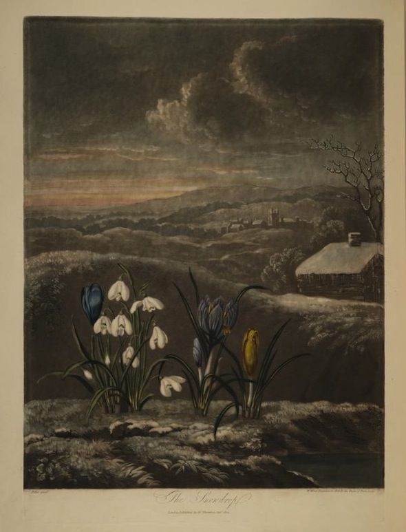 Vintage print of snowdrops and tulips in a snowy landscape with a cottage and a bare tree under a dramatic sky.