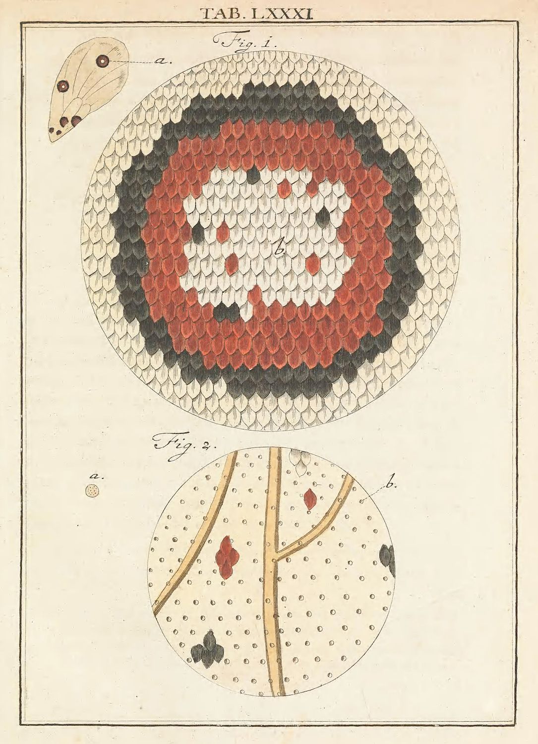 A vintage illustration of a snake with a detailed scale pattern, accompanied by a schematic diagram of the scale arrangement.