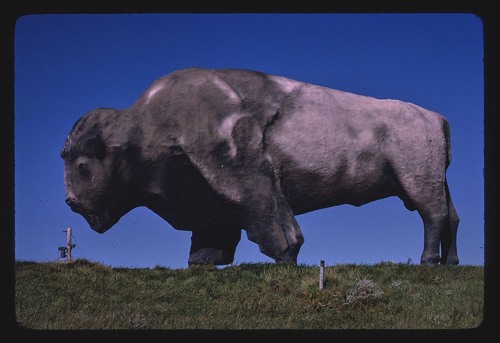 A large bison stands on a grassy hill against a clear blue sky.