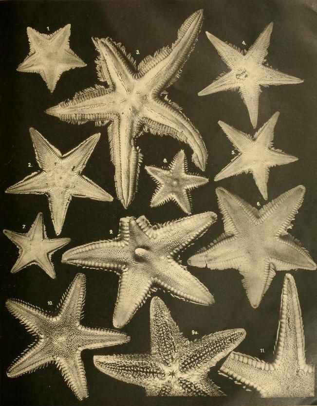 Vintage illustration of various starfish (sea stars) against a black background, numbered 1-11 for identification.