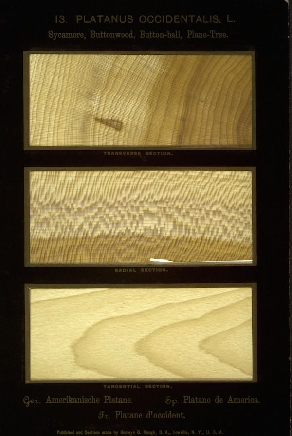 Vintage botanical illustration of wood sections from a Platanus occidentalis tree.