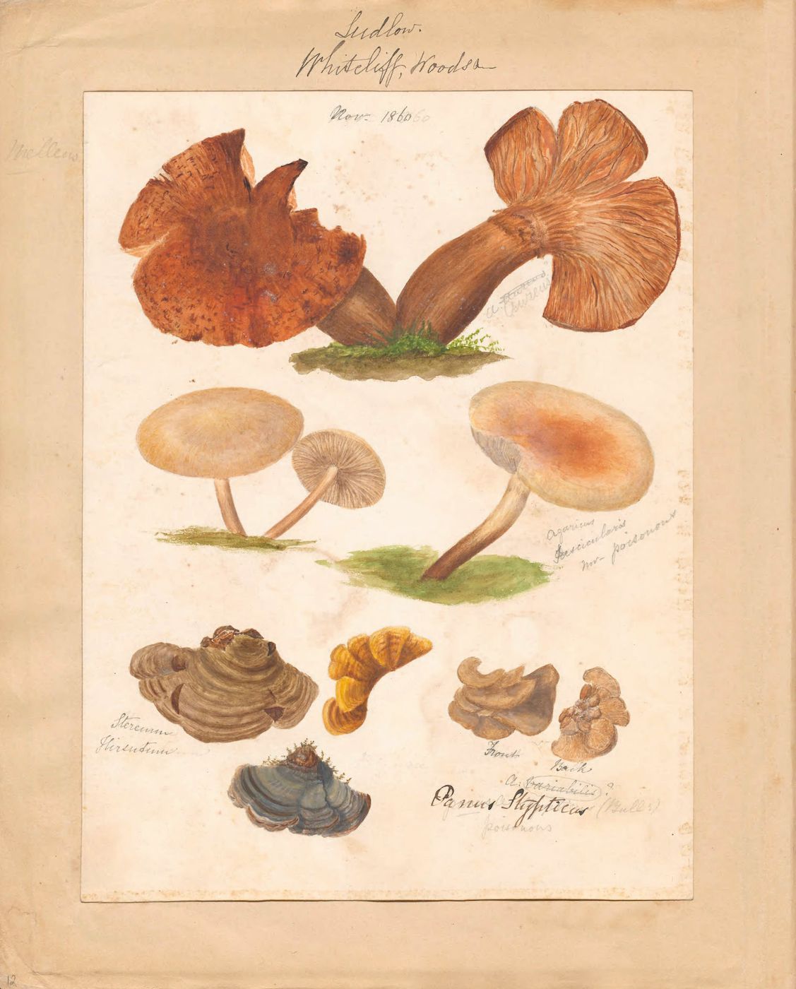 Vintage botanical illustration of various mushrooms and fungi, rendered in watercolor on aged paper.