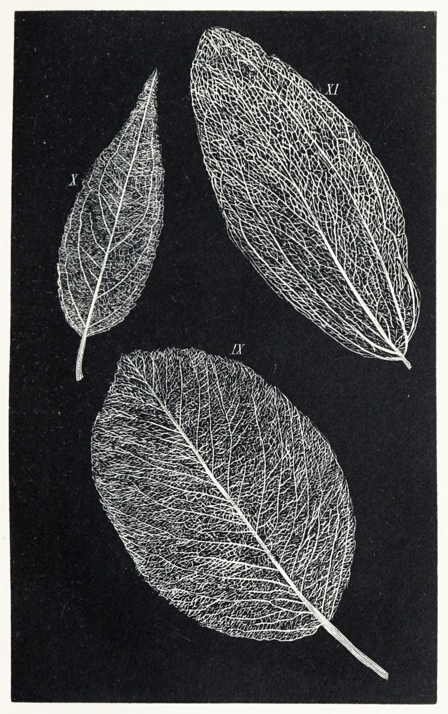 Black and white illustration of three leaves with detailed vein patterns, labeled X, IX, and XI, against a solid black background.
