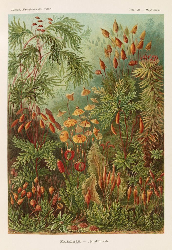 Vintage botanical illustration of mosses and pitcher plants.