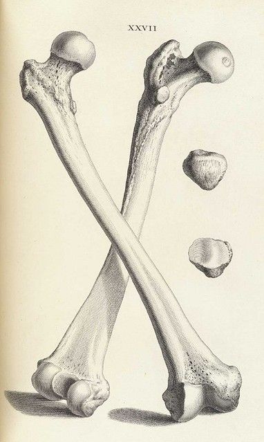 Vintage illustration of two crossed femurs and two bone fragments.