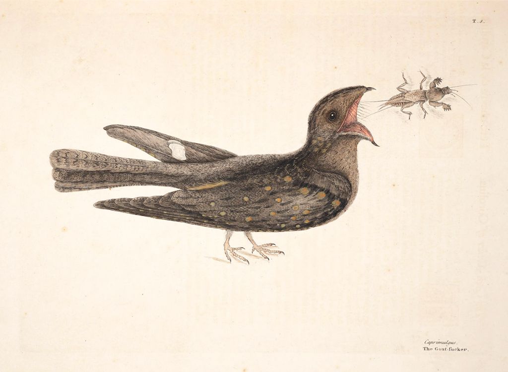 Vintage illustration of a goat-sucker bird with a crab hovering above it.
