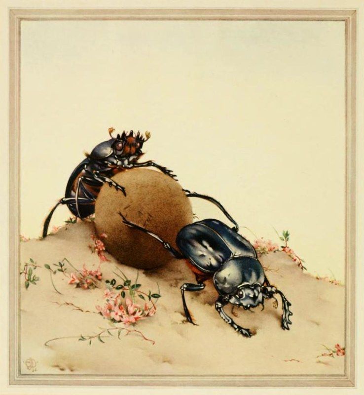 A vintage illustration of two beetles pushing a large ball across a sandy ground with small pink plants.