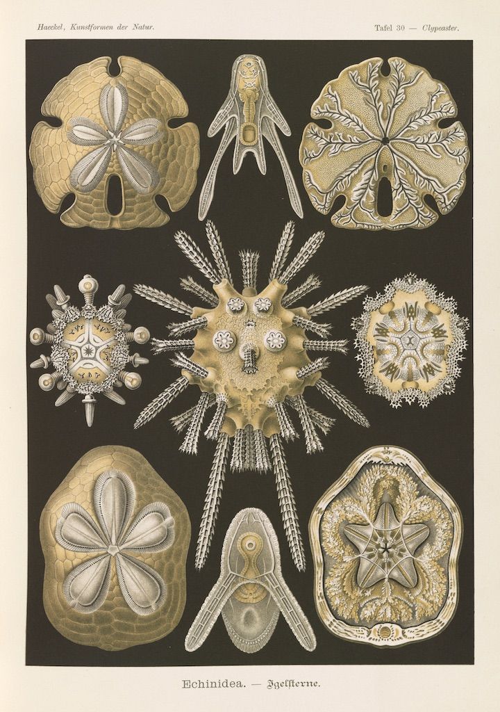 Vintage scientific illustration of various species of Clypeaster and Echinidea from Ernst Haeckel's 'Kunstformen der Natur', plate 30.