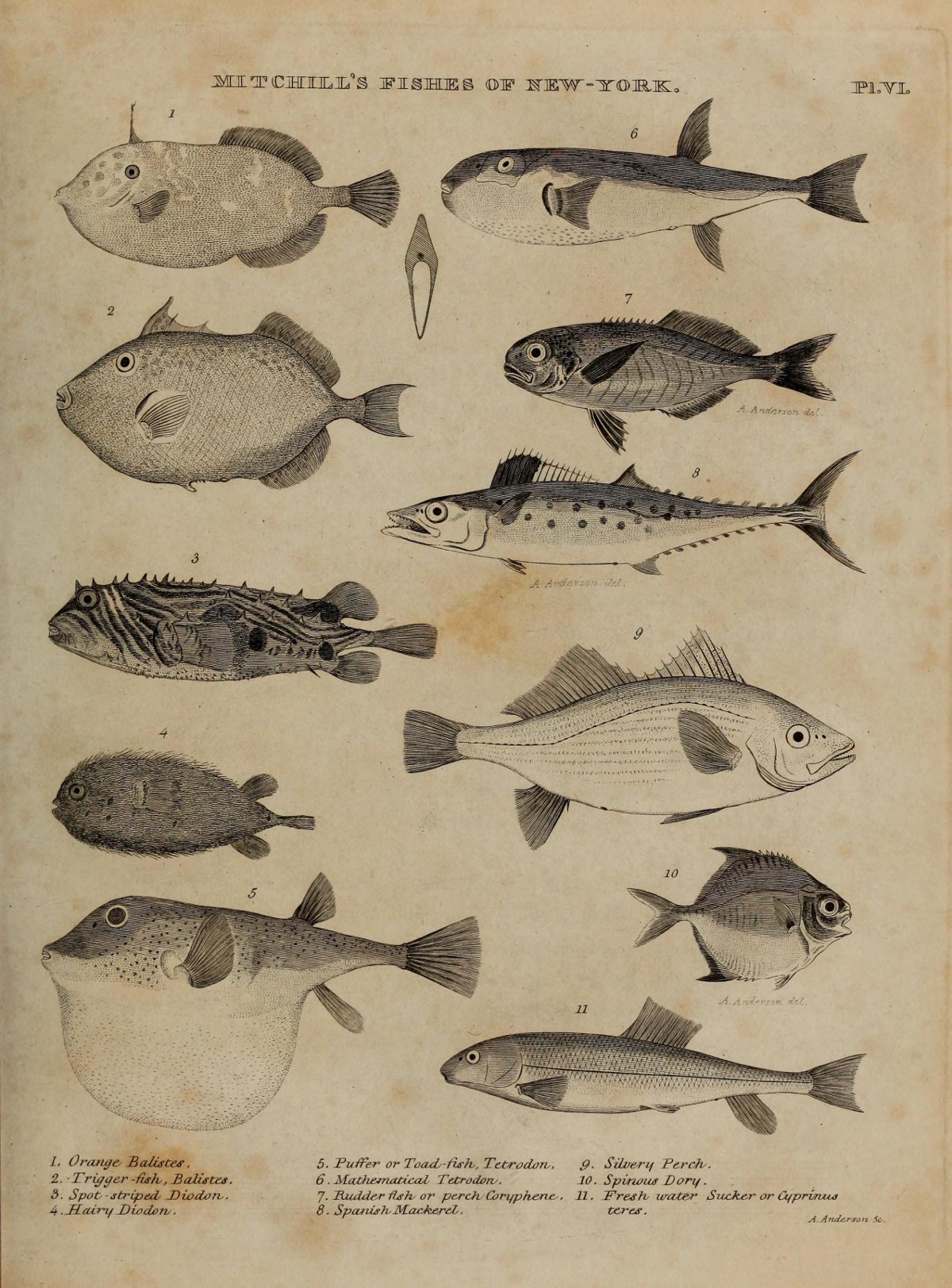 Vintage illustration of eleven different fish species labeled as 'Mitchell's Fishes of New-York, Pl.VI'.
