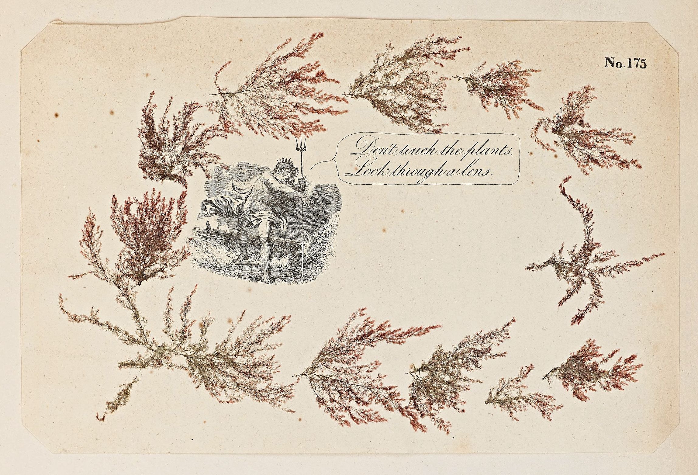 Vintage botanical illustration of reddish-brown seaweed framing a vignette of a sea god holding a trident, with handwritten text and a number.