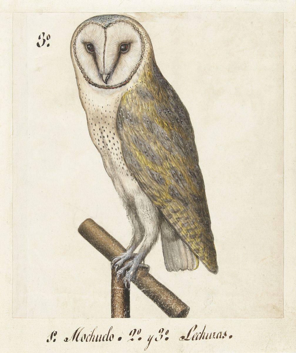 Watercolor painting of a barn owl perched on a branch.