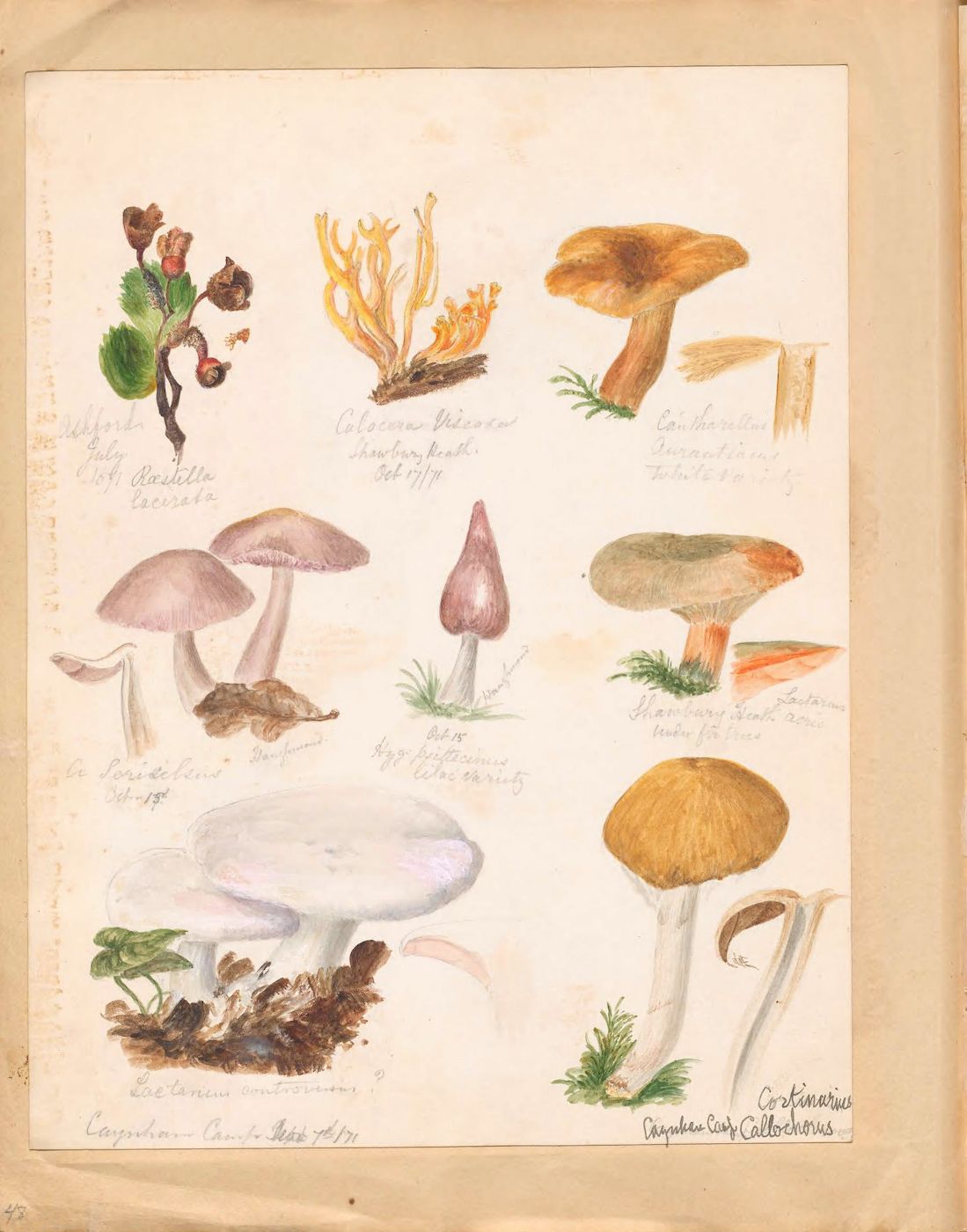 A vintage botanical illustration featuring a collection of mushrooms and fungi, done in watercolor on aged paper.