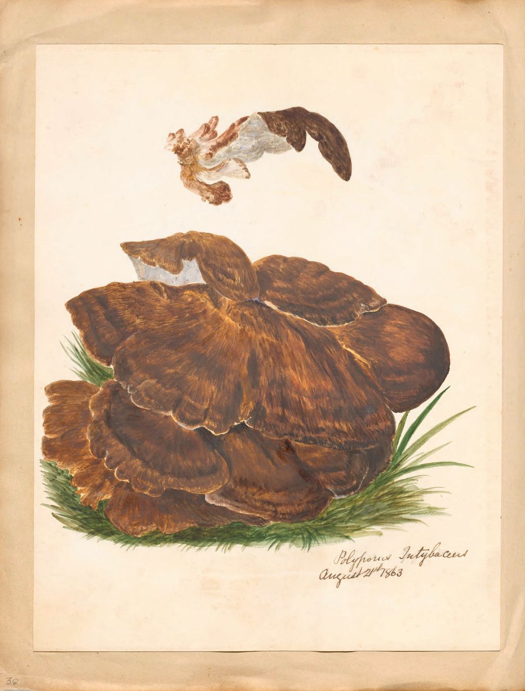 A vintage watercolor painting of a large brown mushroom with a squirrel leaping above it, resting on a bed of green grass. Handwritten text in the bottom right corner reads 'Polyporus Tubercerius August 27, 1863'.