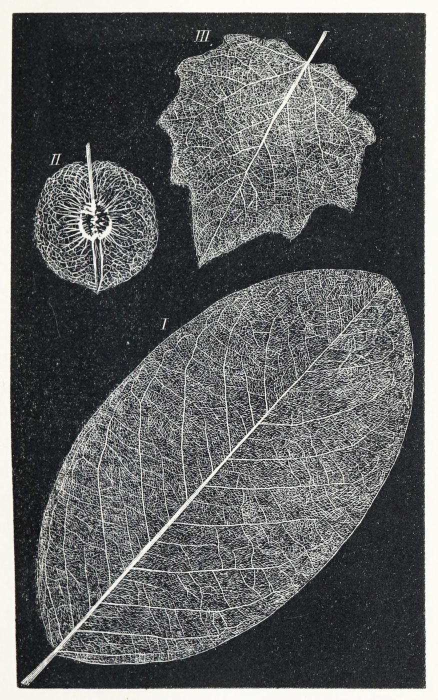 Vintage botanical illustration of three skeletonized leaves against a dark background.