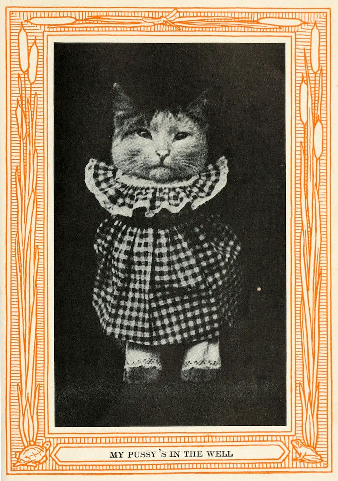A vintage black and white photograph of a cat dressed in a checkered dress with a ruffled collar and small shoes, framed by an ornate orange border. The text 'MY PUSSY'S IN THE WELL' is below the photograph.