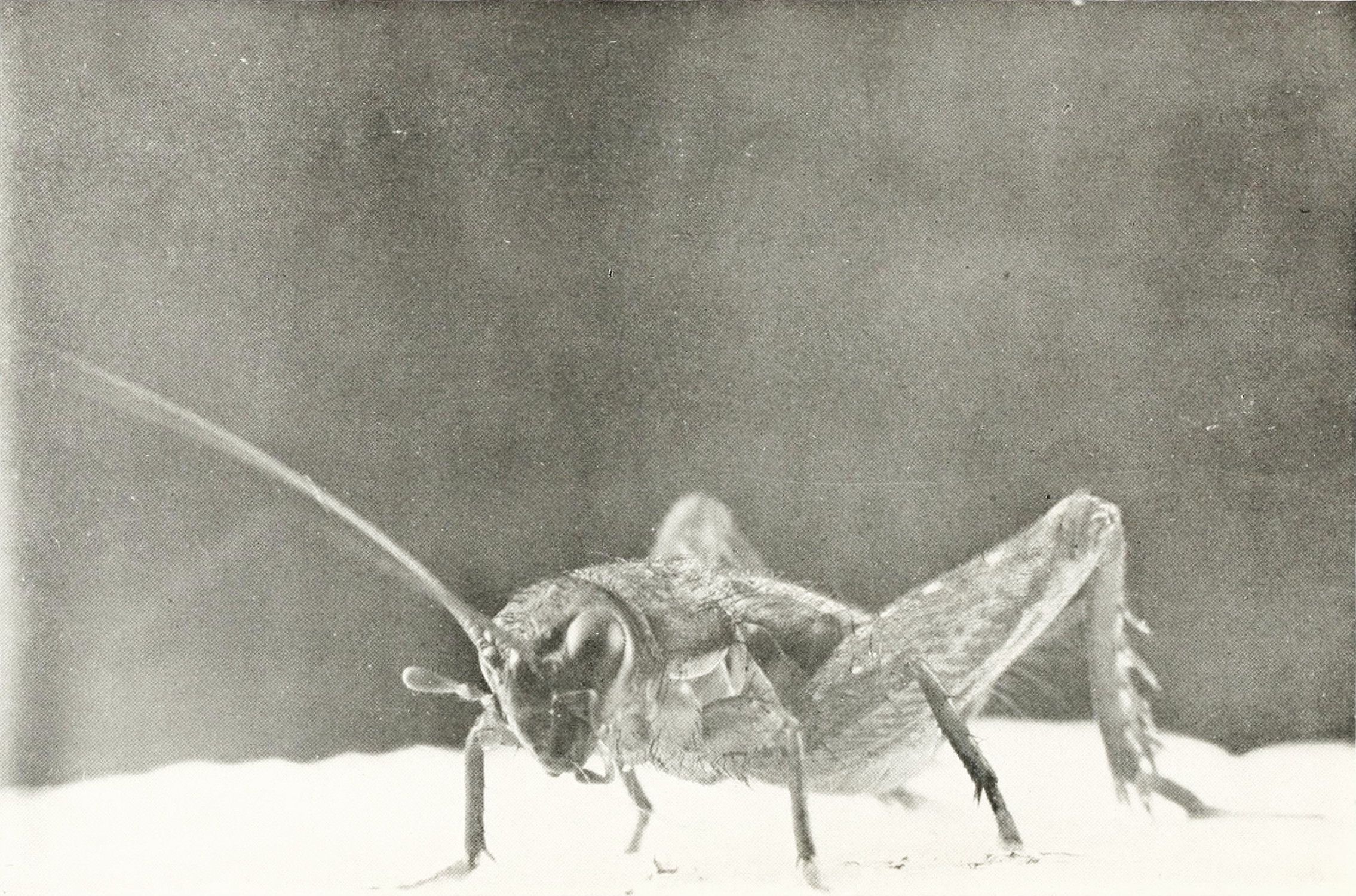 Close-up black and white photograph of a grasshopper with long antennas and segmented body.
