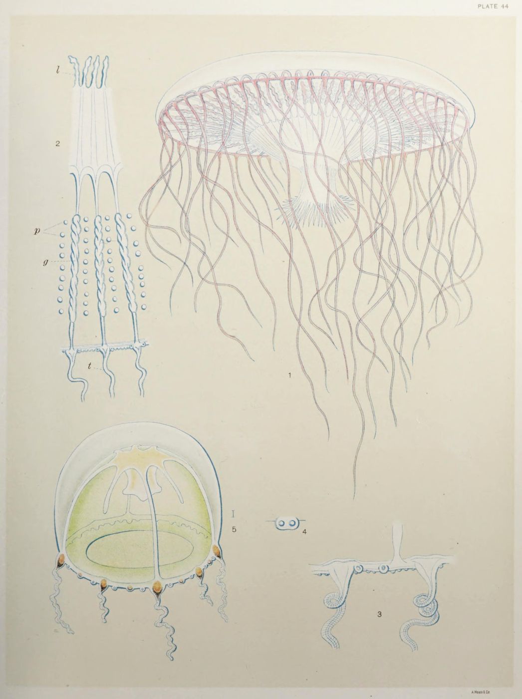 Vintage scientific illustration of a jellyfish with detailed anatomical drawings.